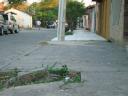 mdz-arbol-talado-en-barrio-perritos-mendoza-19-09-09-achic.jpg
